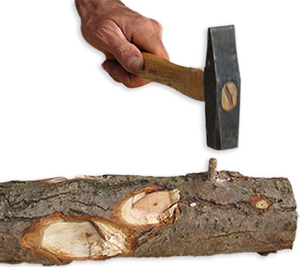 Clou de Mycélium planté sur un tronc de bois