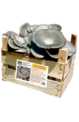 Super Ready-Mushroom Oyster mushroom