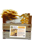 Super Ready-Mushroom Golden mushroom