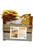 Super Prontofunghi  Oro