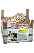 Super ready-mushroom Poplar mushroom 