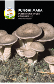 Busta Micelio secco Cardoncello
