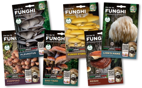 Buste di Chiodi di Micelio Funghi Mara
