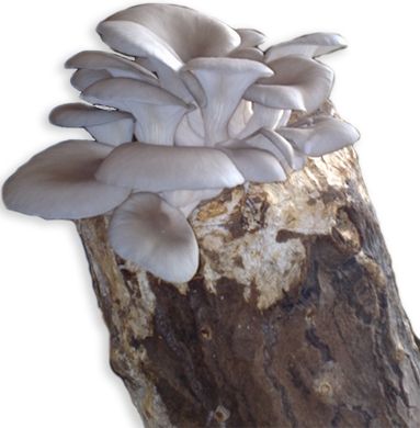 Inoculazione su ceppi di legno
