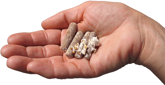 Mano mostra i Chiodi di Micelio Funghi Mara