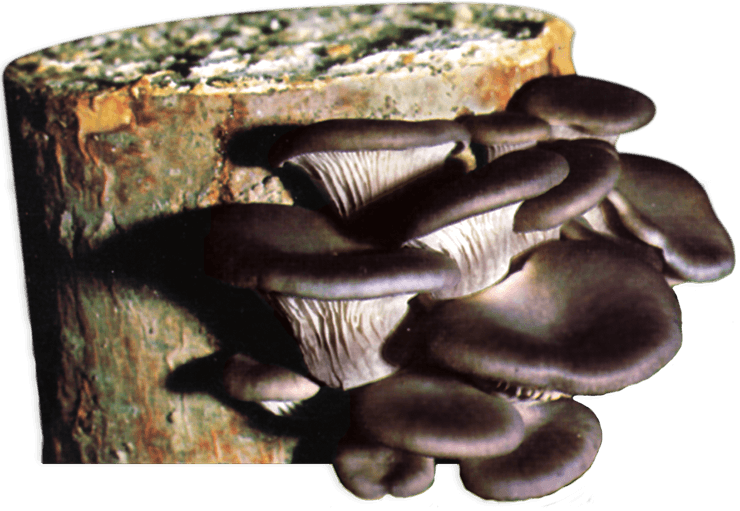 Tronco di legno con funghi di bosco
