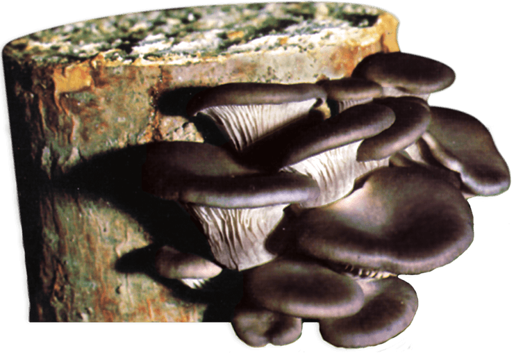 Wooden trunk with forest mushrooms