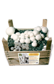 Super Ready-Mushroom Button mushroom