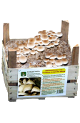 Super Prontofunghi Pioppino