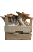 Super Prontofunghi Krauterseitling