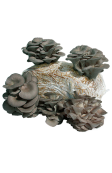 Sacco orto Pleurotus