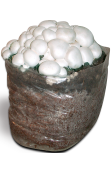 Sacco orto Prataiolo Bianco